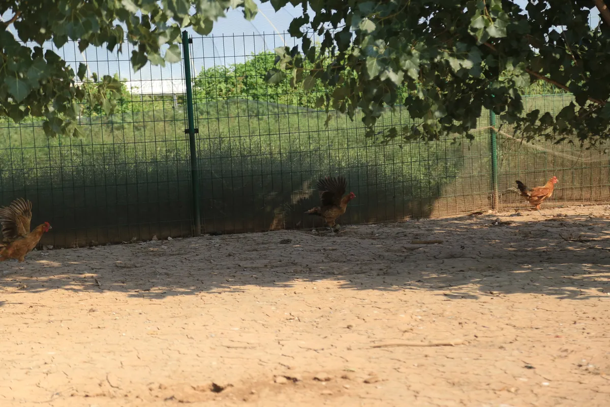 Qimei Breeding Farm