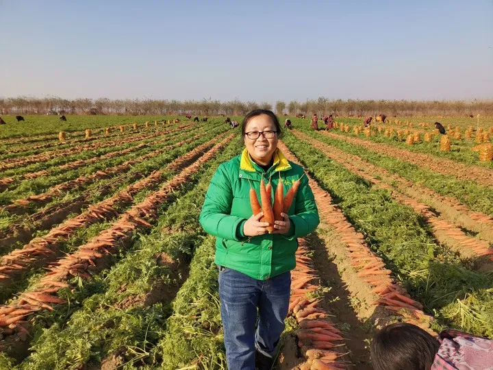 Carrot Harvest