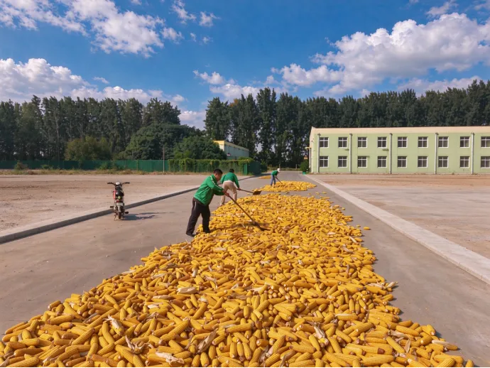 Sun-Drying the Corn Harvest