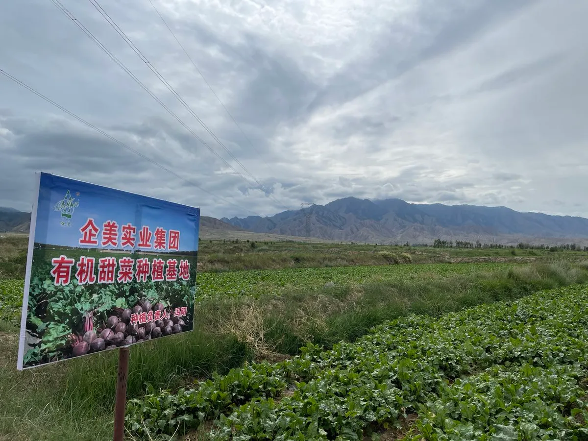 Qinghai Beet Farm