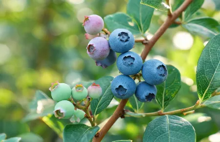 Organic Blueberry Juice Powder: Locking in the "Blue Gold" of Anthocyanins