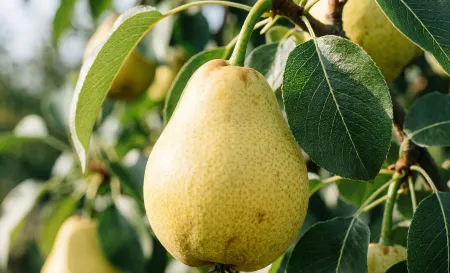 The Sweetest Secret: Why Organic Pear Juice Powder is Your Pantry’s MVP