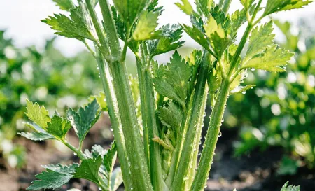 The Green Gold Dust: Why Organic Celery Powder is Your Pantry’s Best-Kept Secret