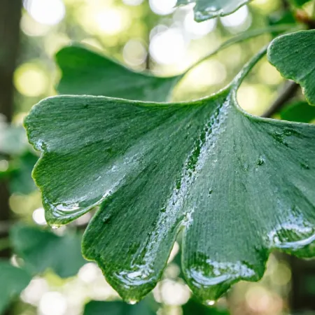 The Golden Fan: Why Organic Ginkgo Leaf Powder is Nature’s Ultimate Brain Booster