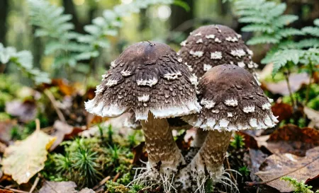 The Umami Bomb: Why Organic Shiitake Powder is Your Kitchen’s Secret Weapon