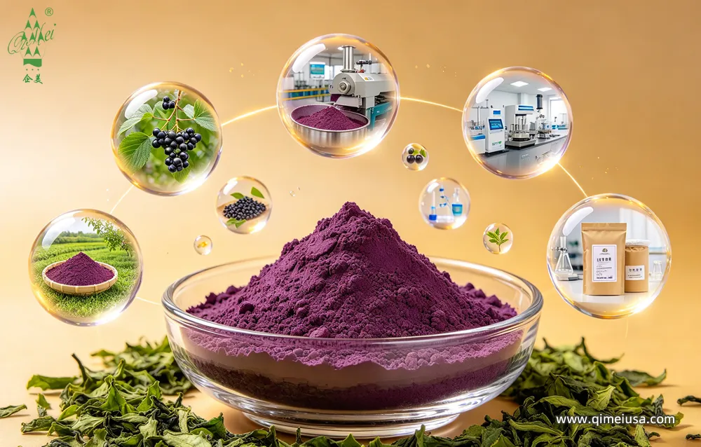 Organic Elderberry Juice Powder – A Botanical Ingredient for Beverages, Gummies, and Dietary Supplements